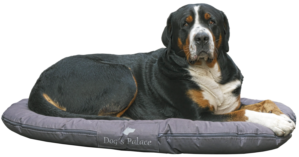 Camas para Perros