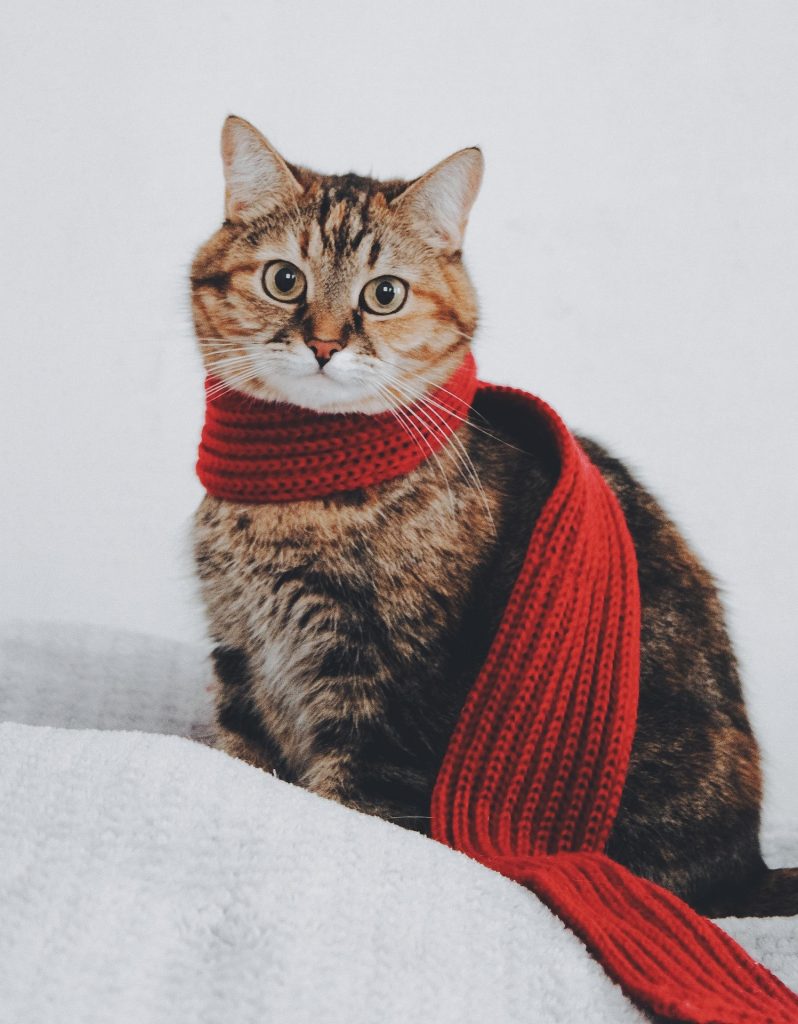 Tu Gato y sus Complementos