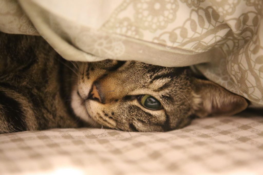 La Cama de tu Gato