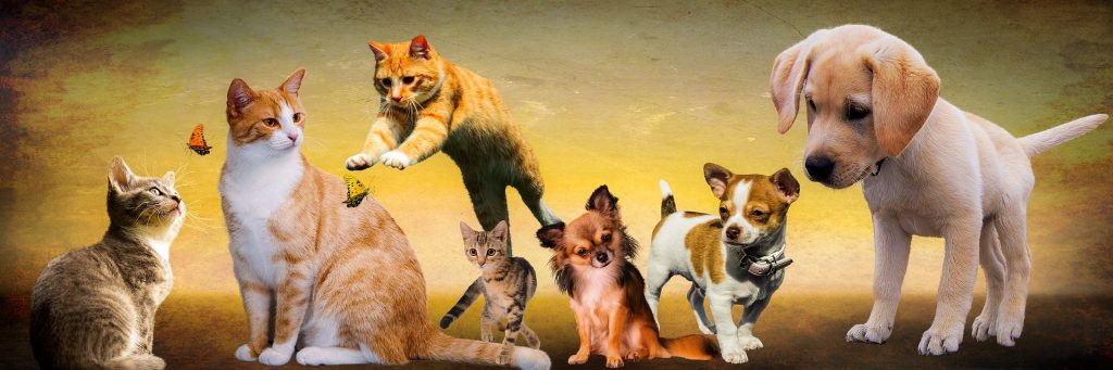 Tienda online para Mascotas que Merecéis