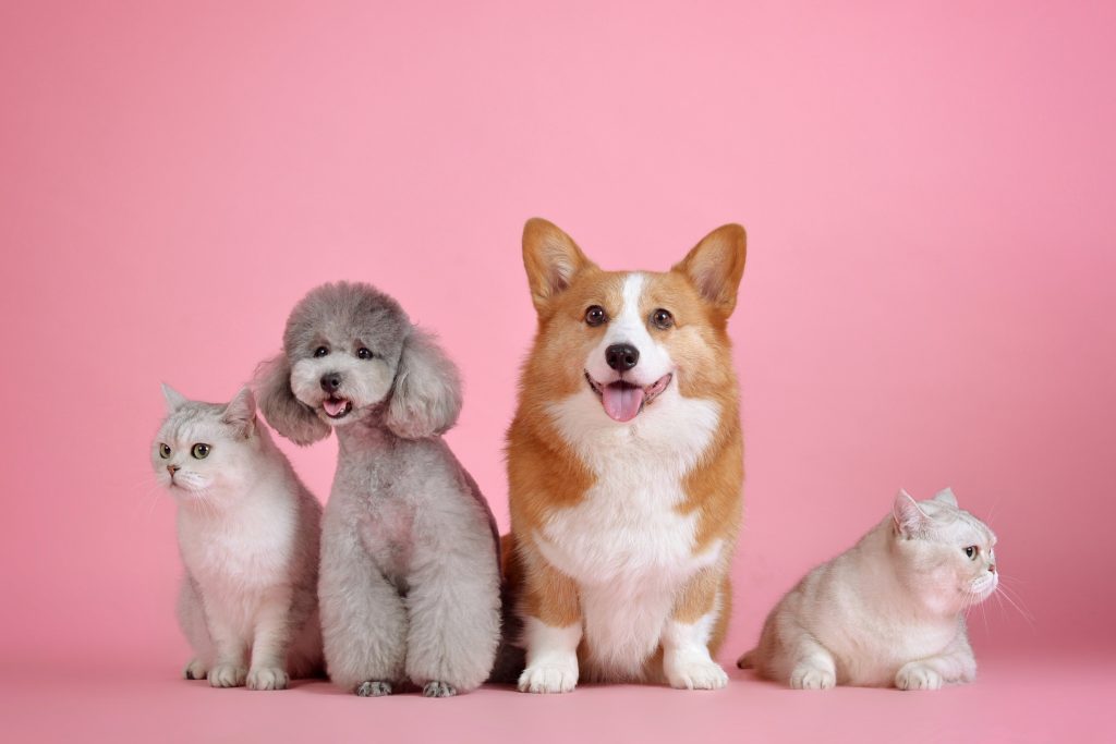 Tienda online para Mascotas que Merecéis