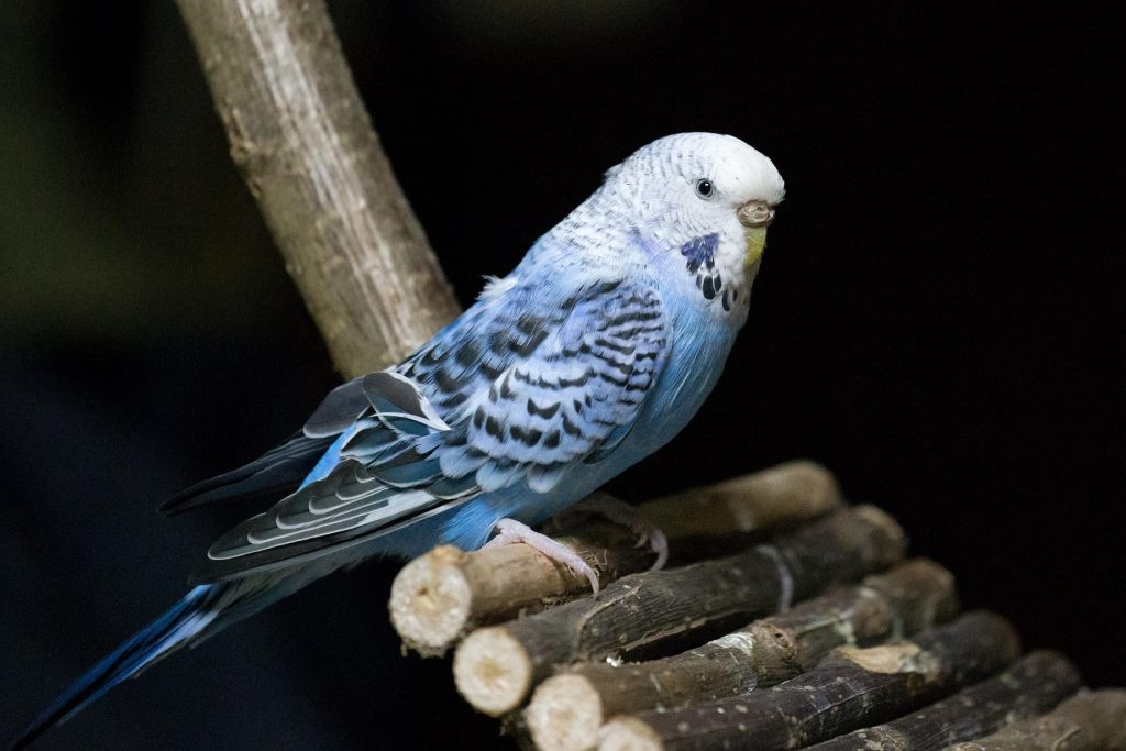 Pájaros