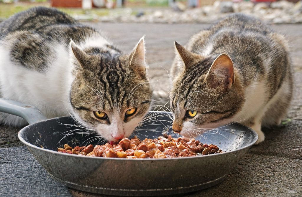 Comederos de Gatos